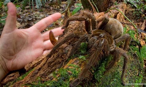 maior aranha do mundo-4